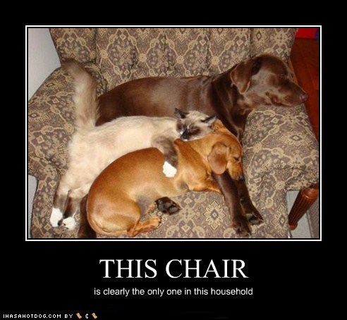 funny-dog-pictures-this-chair